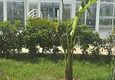 Kupić Nowoczesny kompleks w Antalyi, Altintash — apartamenty w cenach bezpośrednio od dewelopera 16
